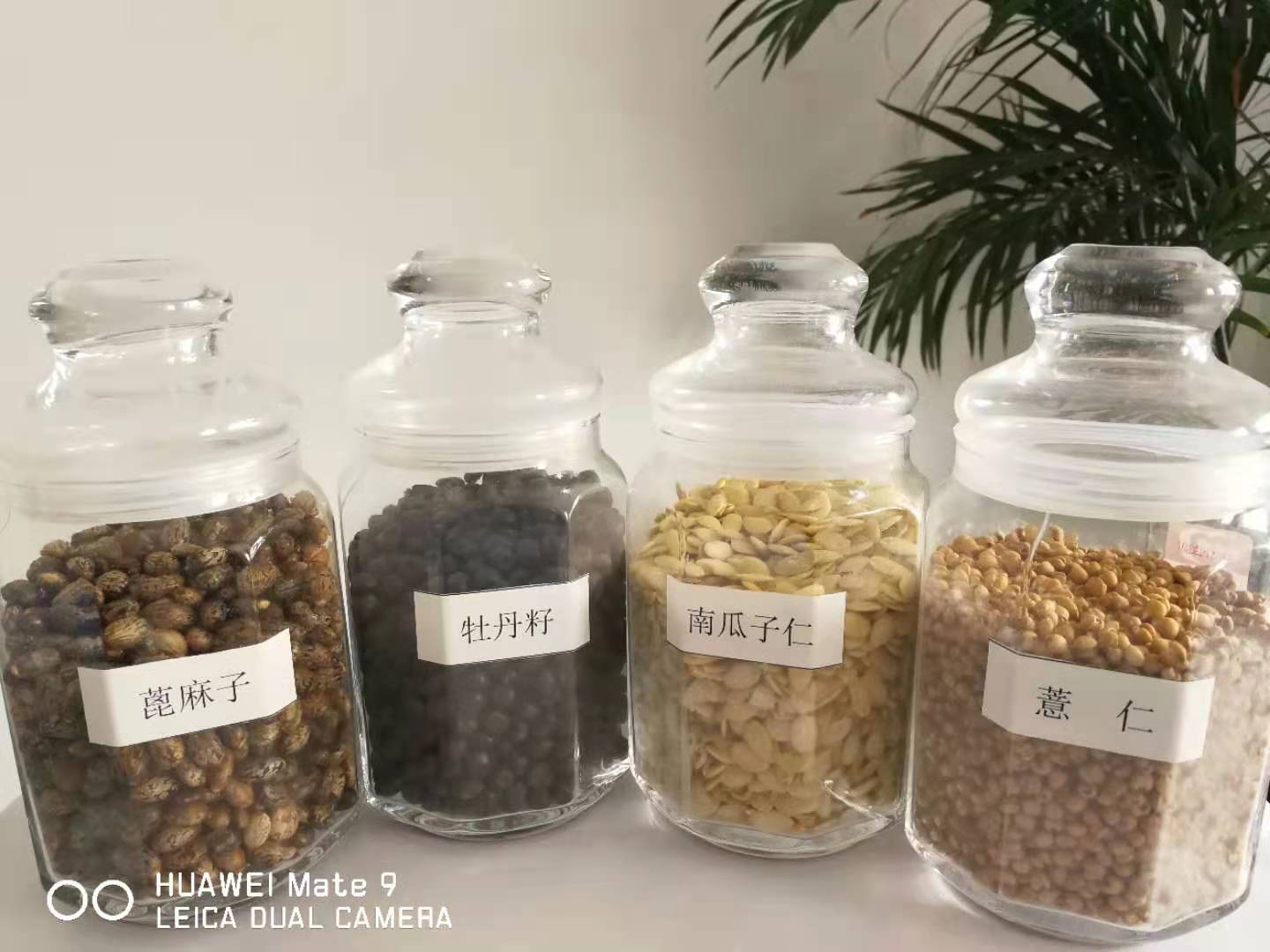 上海物理冷榨牡丹籽油
