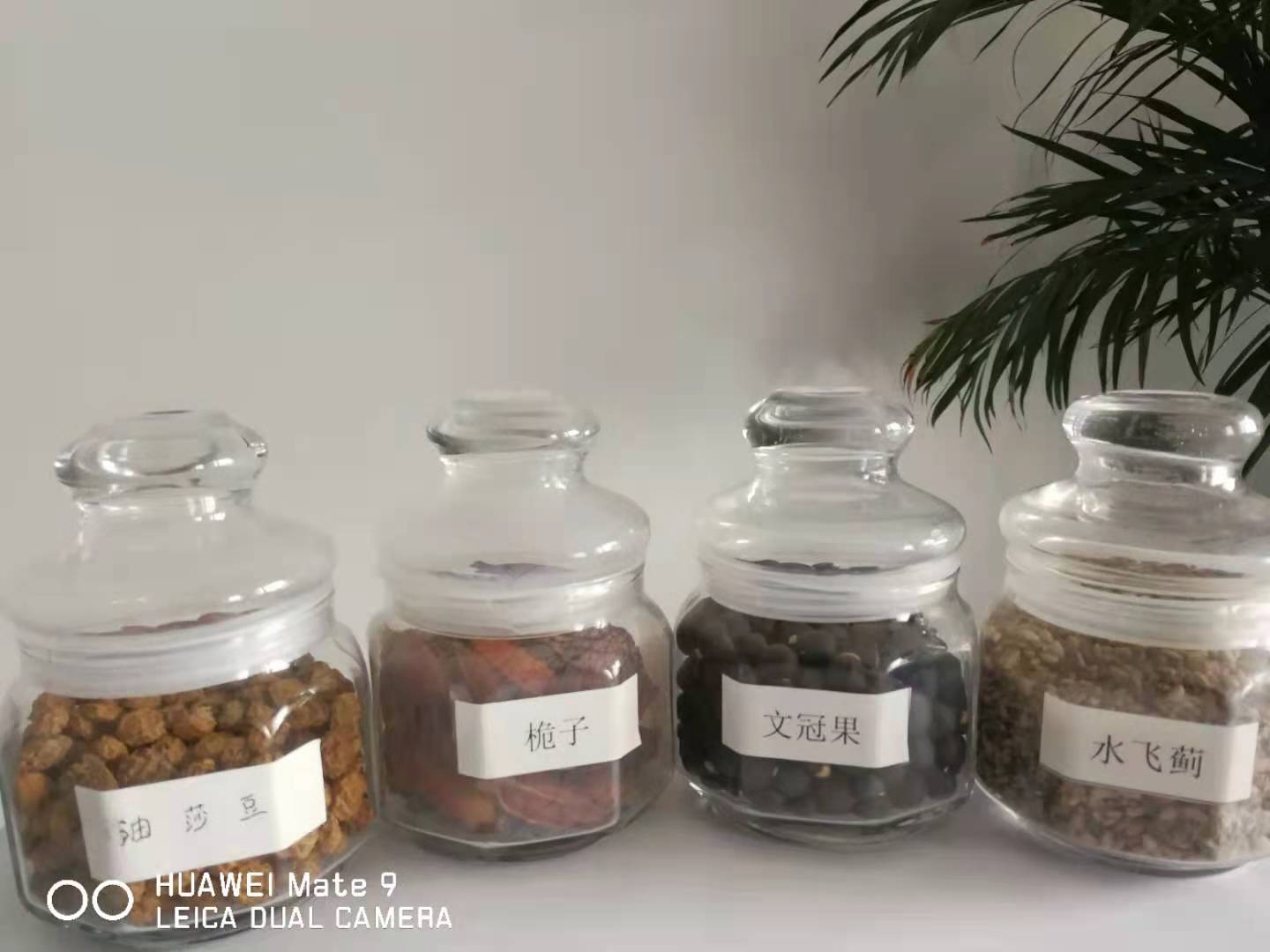 上海企业福利牡丹籽油